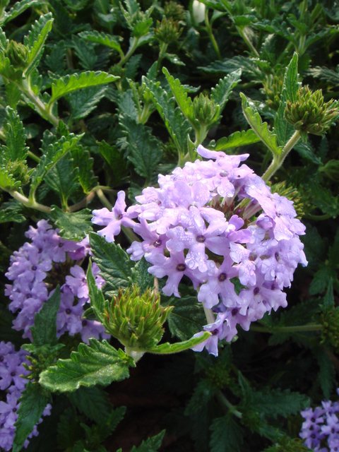 Verbena x 'Murielle' fleur